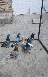کبوتر