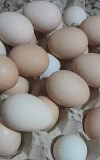 تخم مرغ محلی نطفه دار