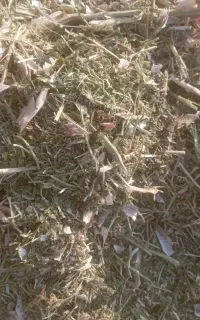 خرید فروش کاه لوبیا