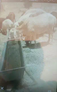 گوسفند دزدیده شده