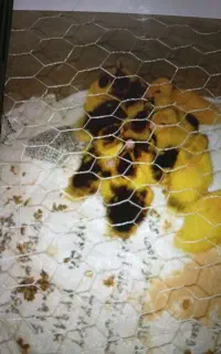 اردک اسراییلی
