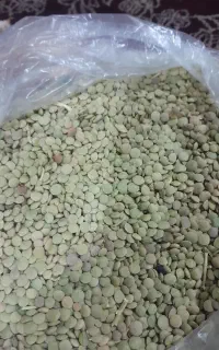 عدس تازه