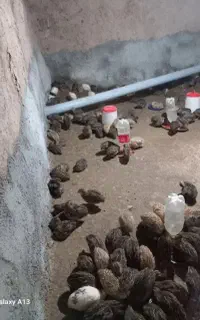 بلدرچین