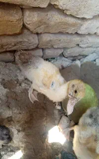 جوجه غاز