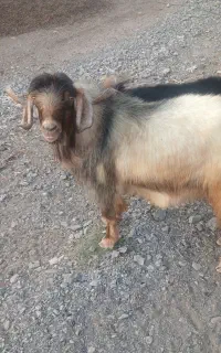 یک نری و یک بز