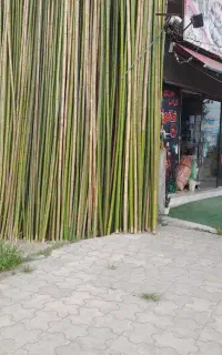 بامبو