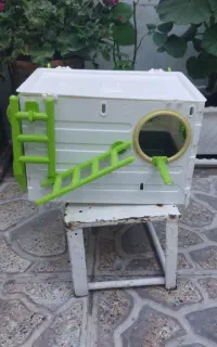 لانه عروس هلندی مدل جاوا