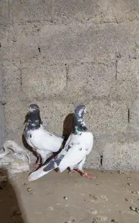 کبوتر
