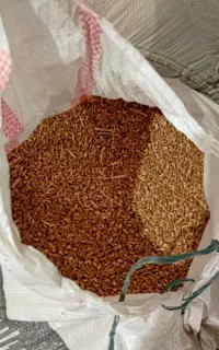 گندم