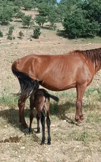 مادیان میکروچیپ شده