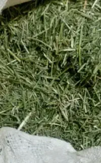 یونجه مخصوص خرگوش و خوکچه