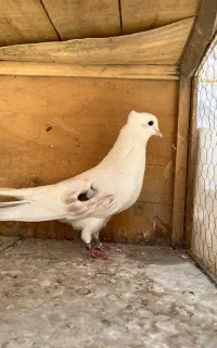 کبوتر هما شازده سبز