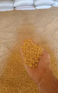 گندم فروشی آفتاب وآبان
