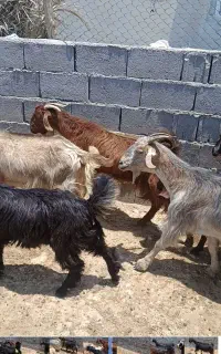 فروش بز و کهره