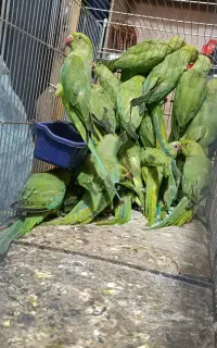 ملنگو جوجه ملنگو بالغ طوطی شاه طوطی/ زاهدان /
