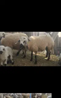دوعددمیش و بره فروشی