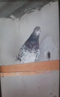 نر سرور  پرشی همه چی تموم ۹۰۰