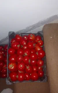 گوجه قوچان