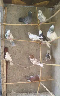 9عدد کبوتر پرشی