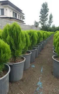 کامیس سطل ۱۲