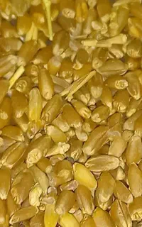 فروش گندم پاک مختص نان پخت و پز