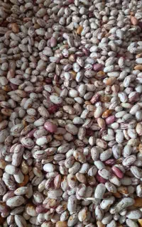 لوبیا چیتی خشک شده درجه ۱
