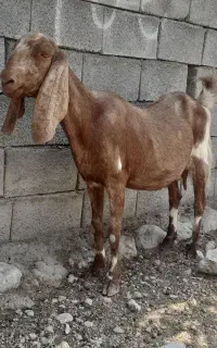 بز پاکستانی