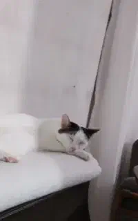گربه واگذار