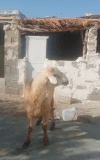 قوچ جوان ترکی