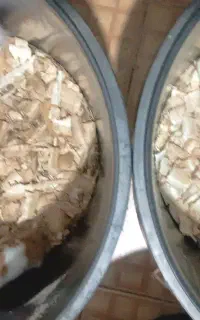 همستر سوریه‌ای