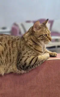 گربه گمشده در خیابان ۱۰۲ گلسار تاریخ ۱۱ شهریور