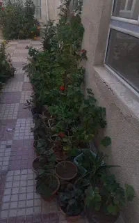 تعدادی گل های مختلف سرحال و شاداب