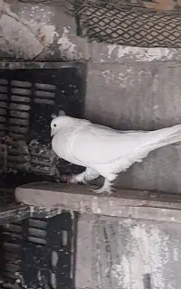 پرنده گمشده