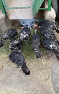 هشت عدد بوقلمون محلی نژاد دار