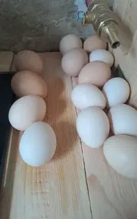 تخم مرغ محلی اصیل