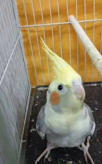 عروس هلندی بالغ