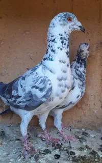 سوسکی بزک