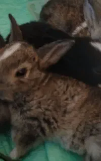 خرگوش