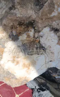 سنگ شجر دار