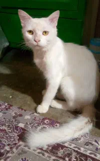 گربه سفید خانگی قیمت هشصدهزار