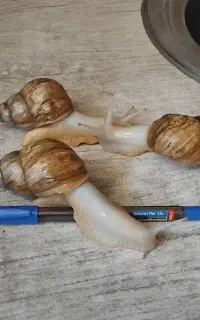 حلزون
