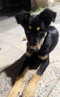 سگ دوبرمن