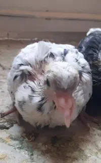 کفتر