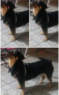 واگذاری سگ مادر با 6 توله