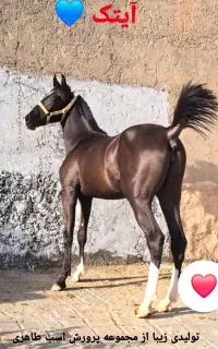 فروشی کره مشکی