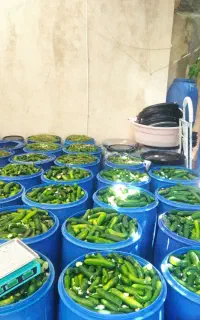 خیار شور  عمده