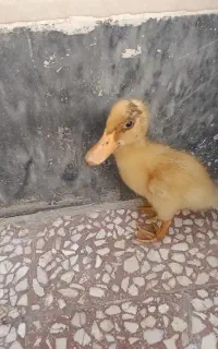 2عدد اردک فرز