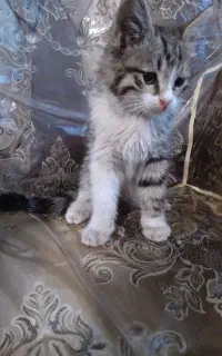 گربه پشمالونر