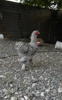 خروس برهما کوکو