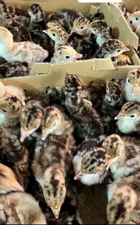 جوجه بوقلمون تخم نطفه دار دستگاه جوجه کشی